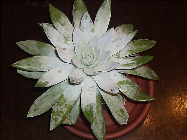esheverija